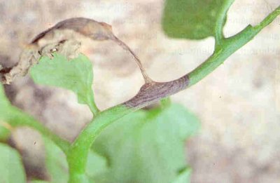 Domates yaprak sapında erken yaprak yanıklığı.